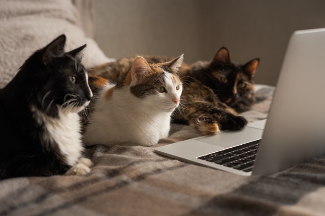 Drei mehrfarbige Katzen liegen auf einem Bett. Sie schauen interessiert auf den Bildschirm des vor ihnen aufgeklappt liegenden Notebooks. Es scheint, als würden sie im Internet surfen.